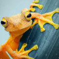 Screaming Frog Tool: An Introduction