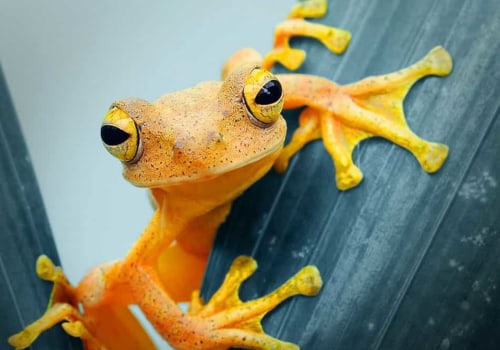 Screaming Frog Tool: An Introduction